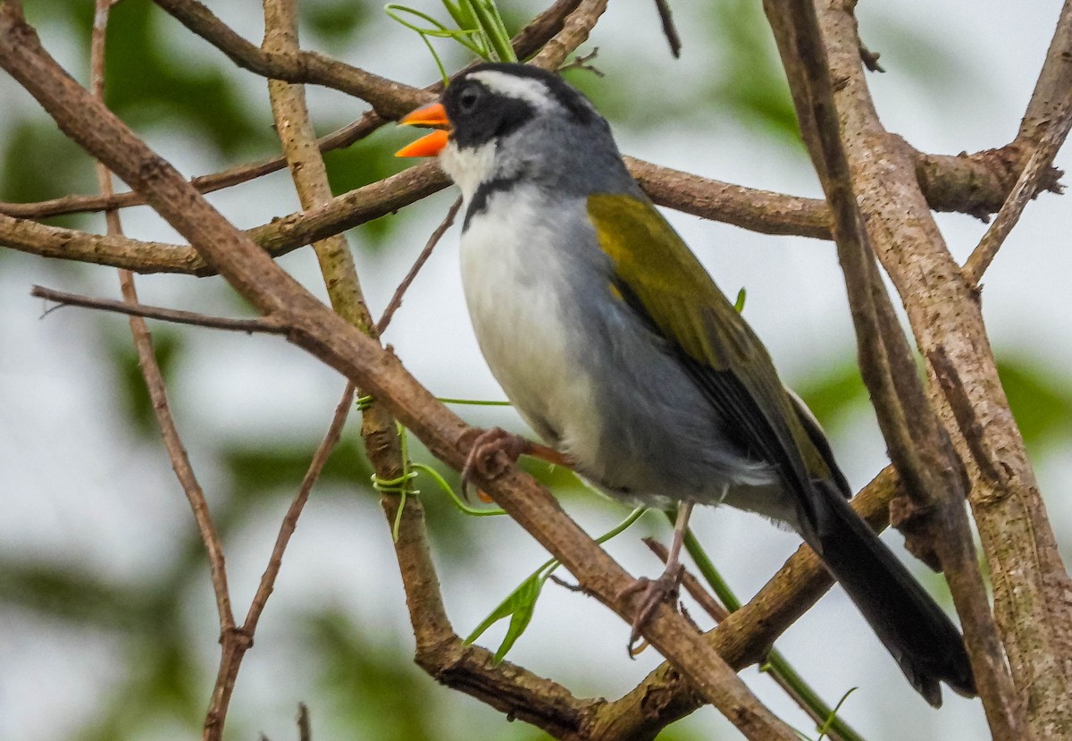 Saffron-billed Sparrow (Saffron-billed) - ML617418029