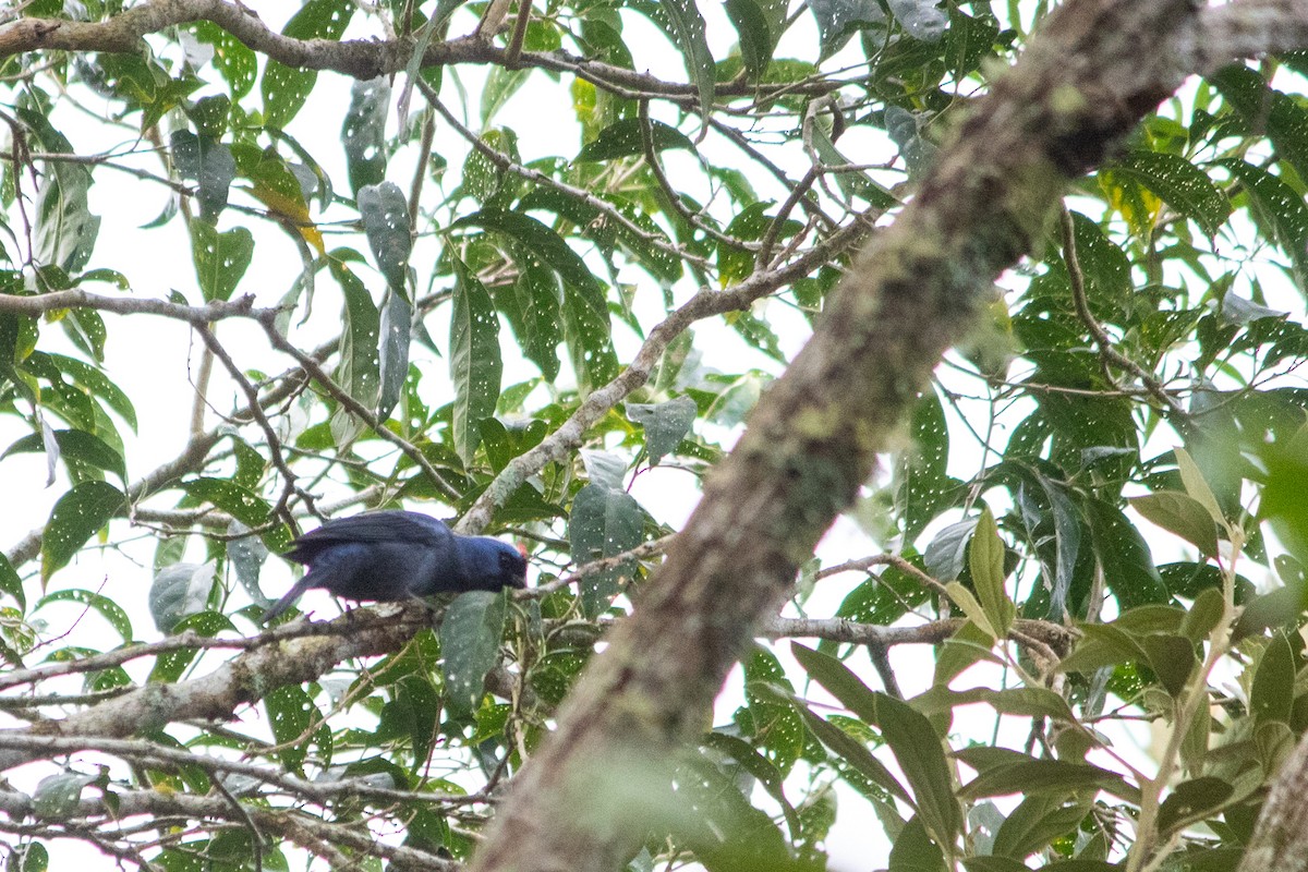 Diademed Tanager - ML617418034