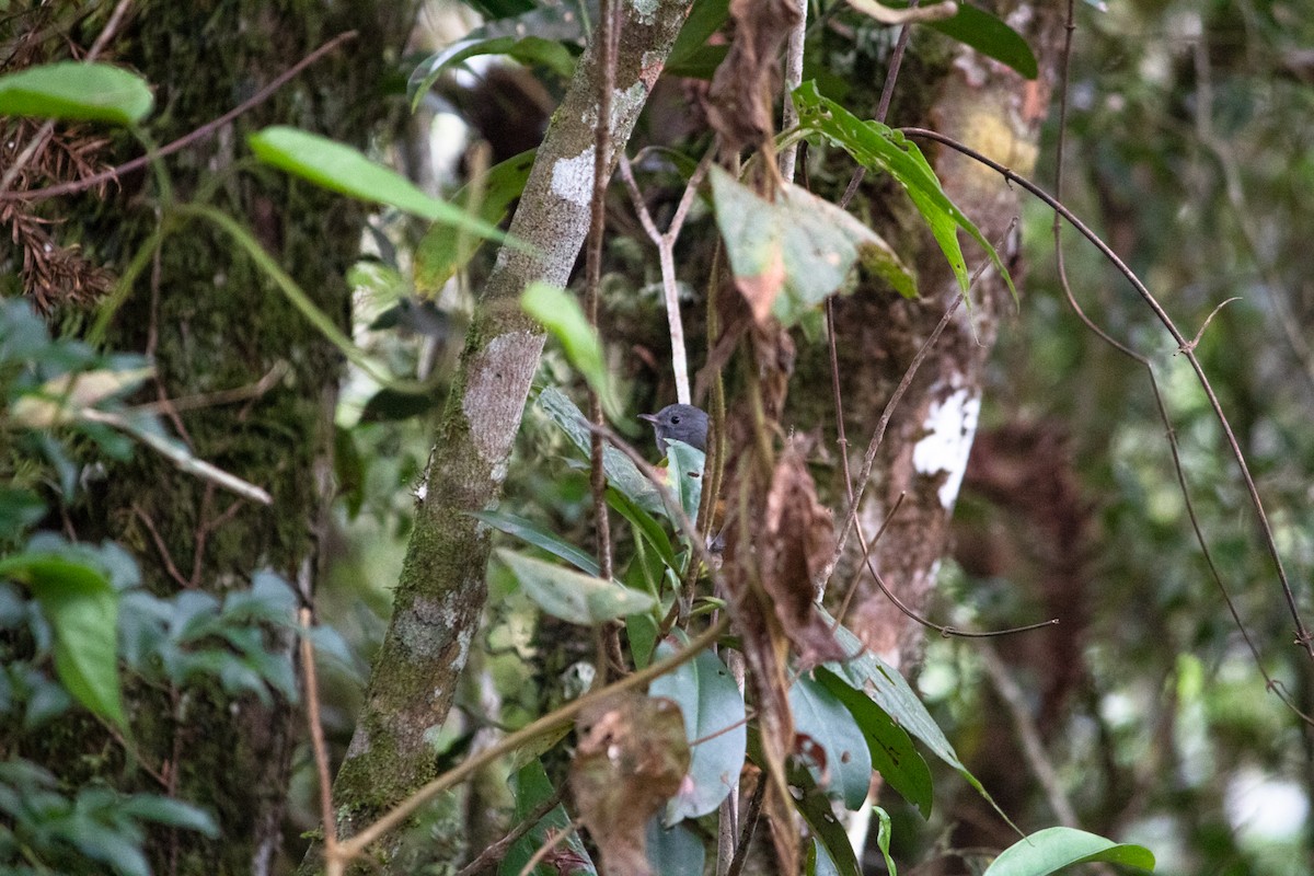 Gray-hooded Flycatcher - ML617418047