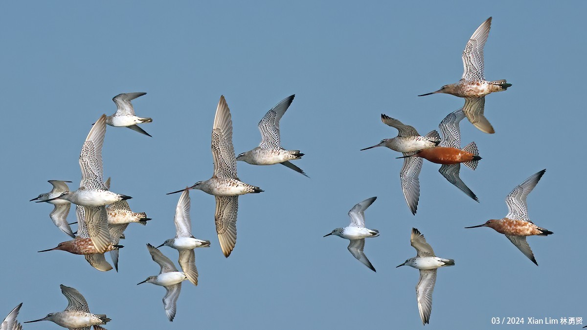 Bar-tailed Godwit - ML617418063