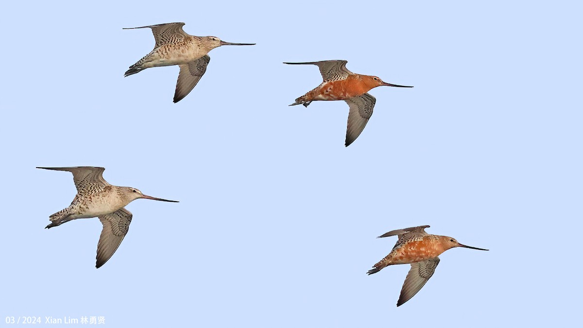 Bar-tailed Godwit - ML617418064