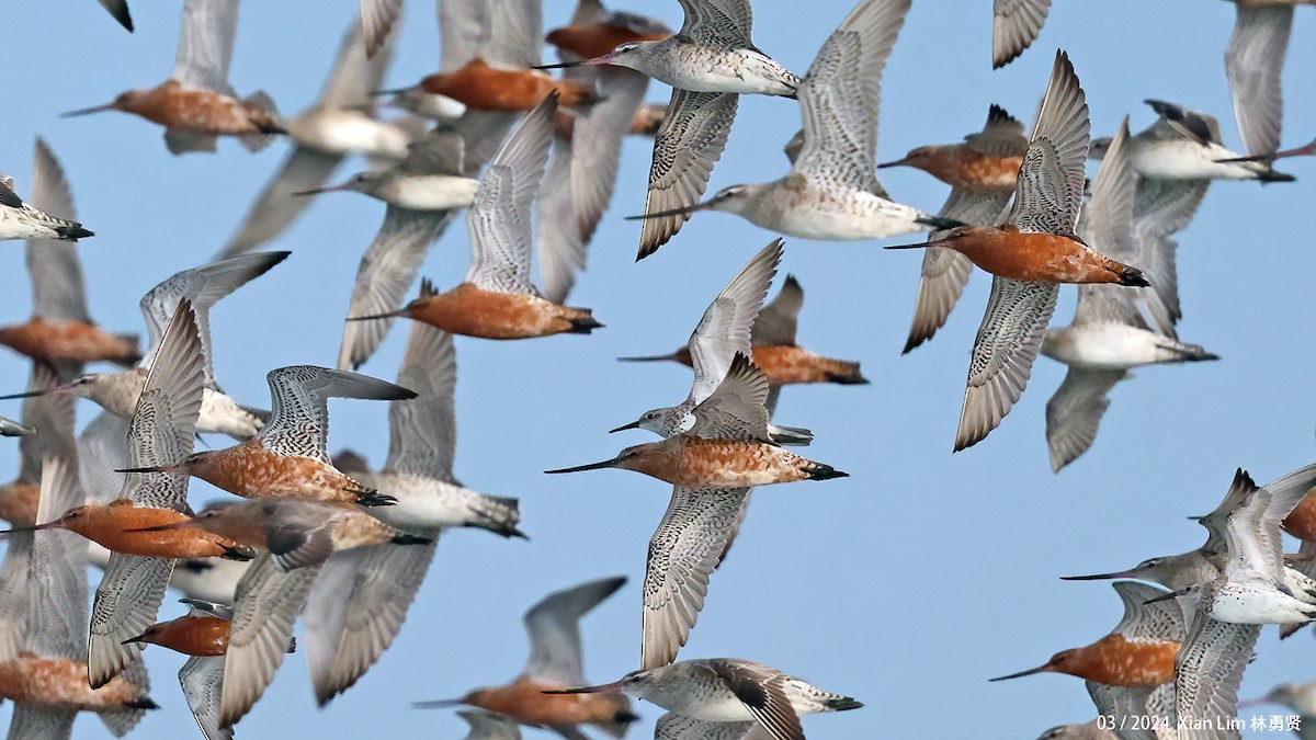 Bar-tailed Godwit - ML617418066