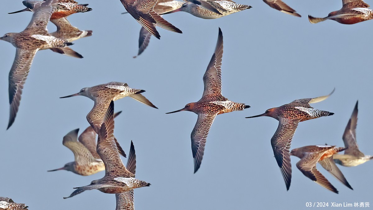 Bar-tailed Godwit - ML617418067