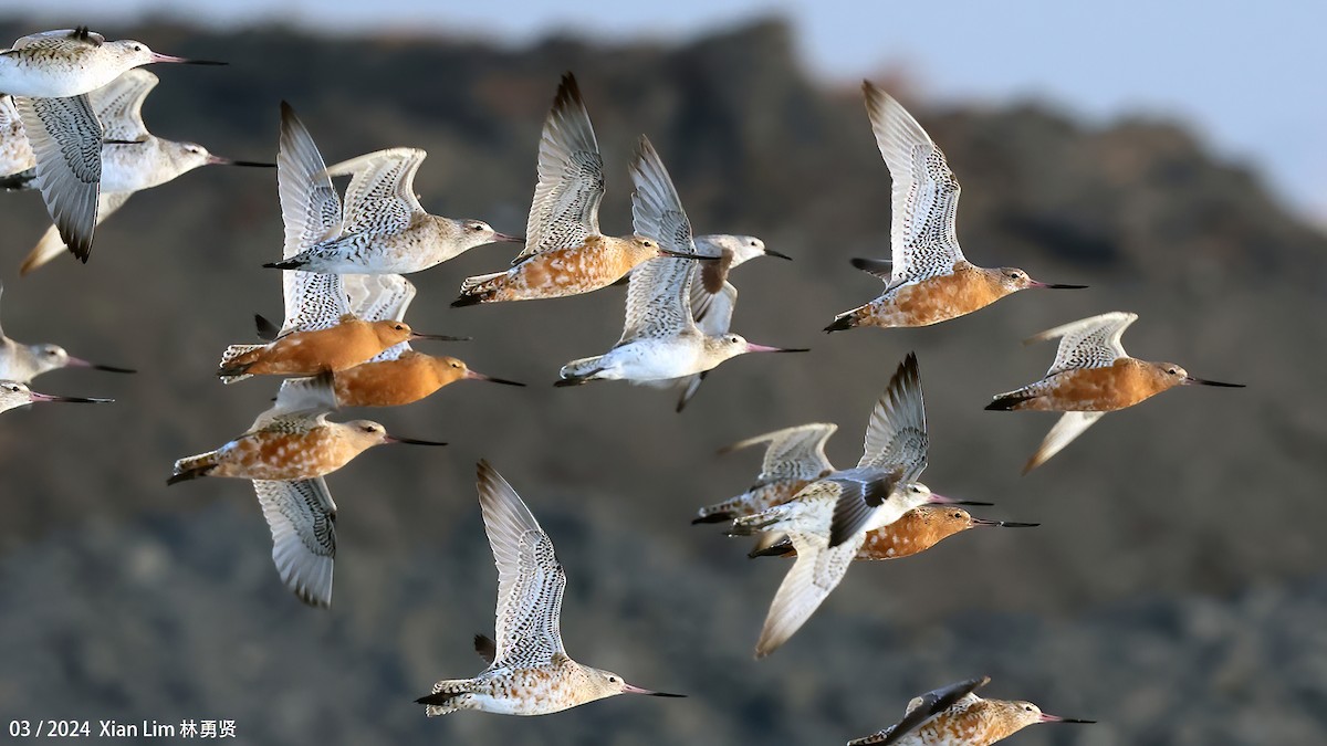 Bar-tailed Godwit - ML617418068