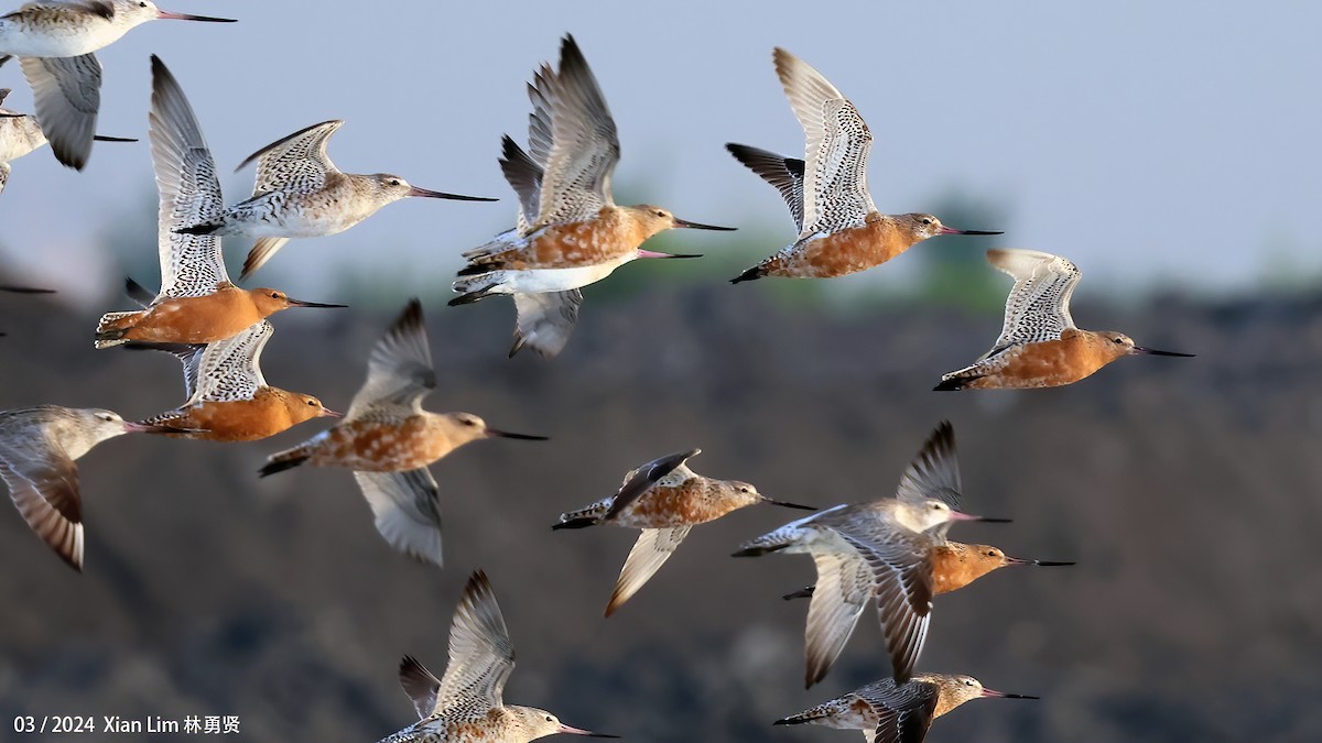 Bar-tailed Godwit - ML617418069