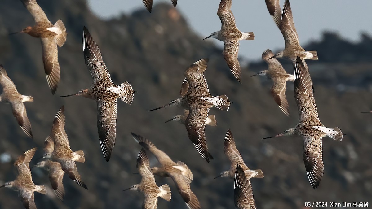 Bar-tailed Godwit - ML617418071