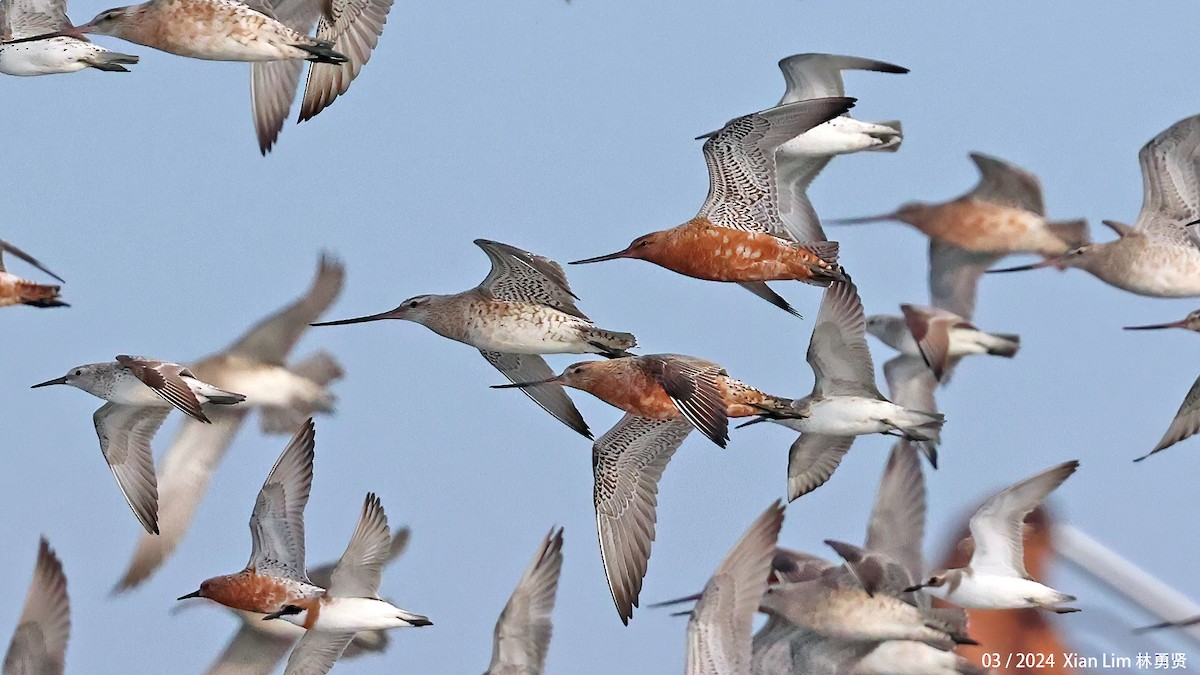 Bar-tailed Godwit - ML617418074