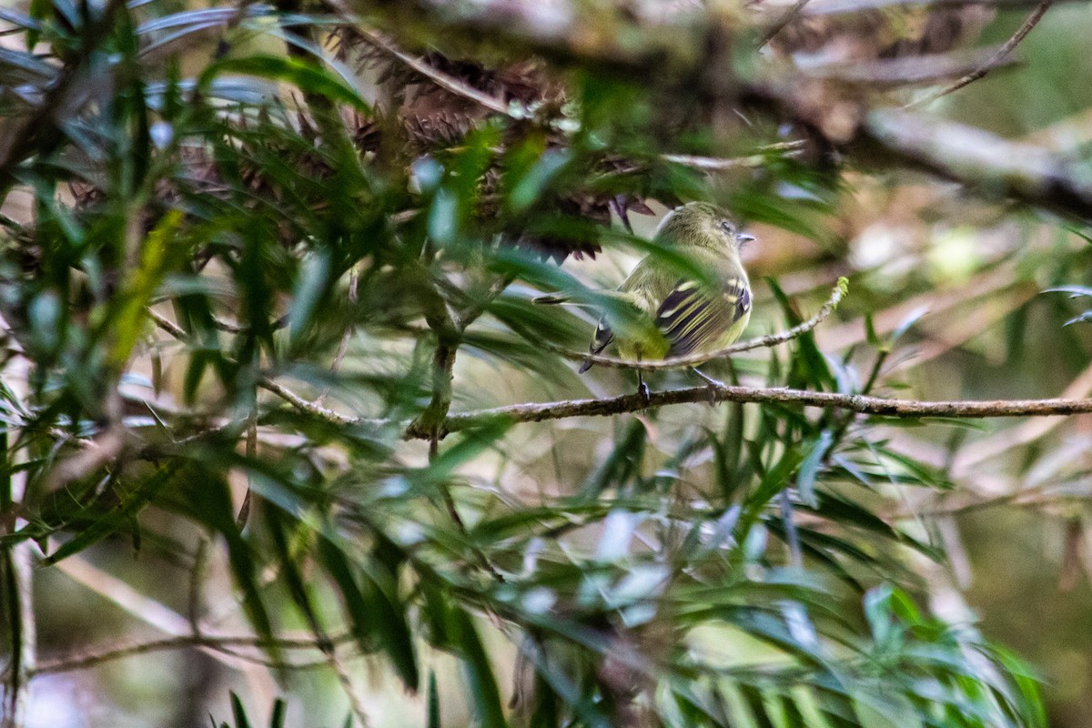 Mottle-cheeked Tyrannulet - ML617418079