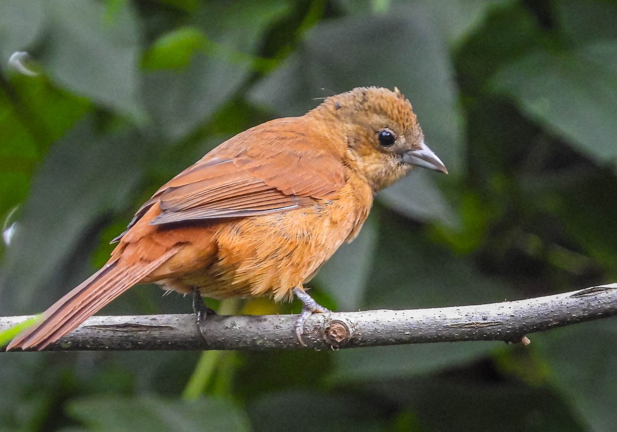 Ruby-crowned Tanager - José Silvestre Vieira