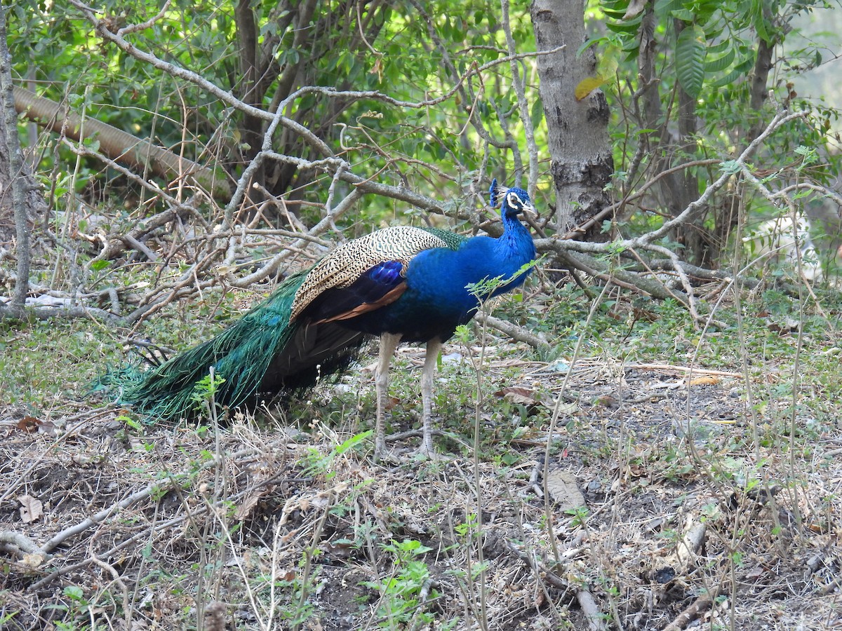 Indian Peafowl - ML617418125