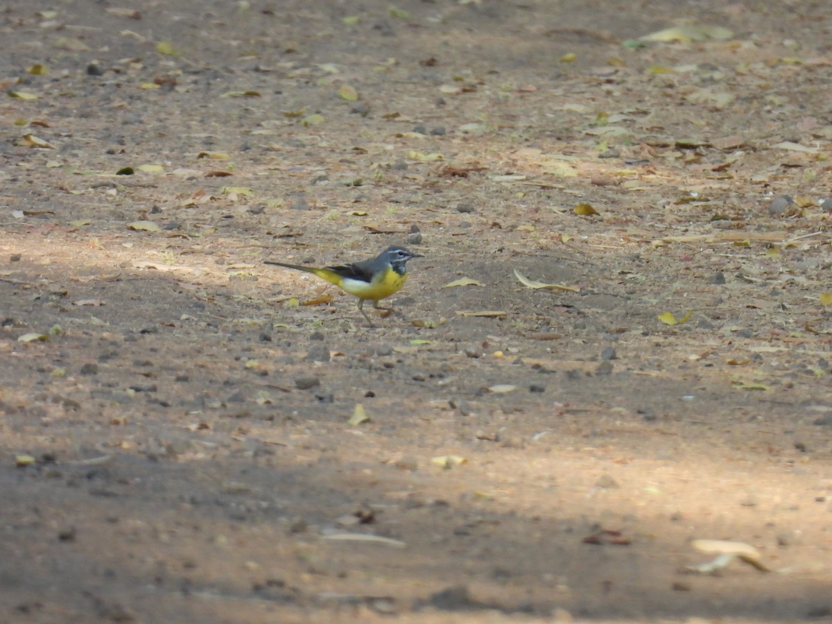 Gray Wagtail - ML617418133