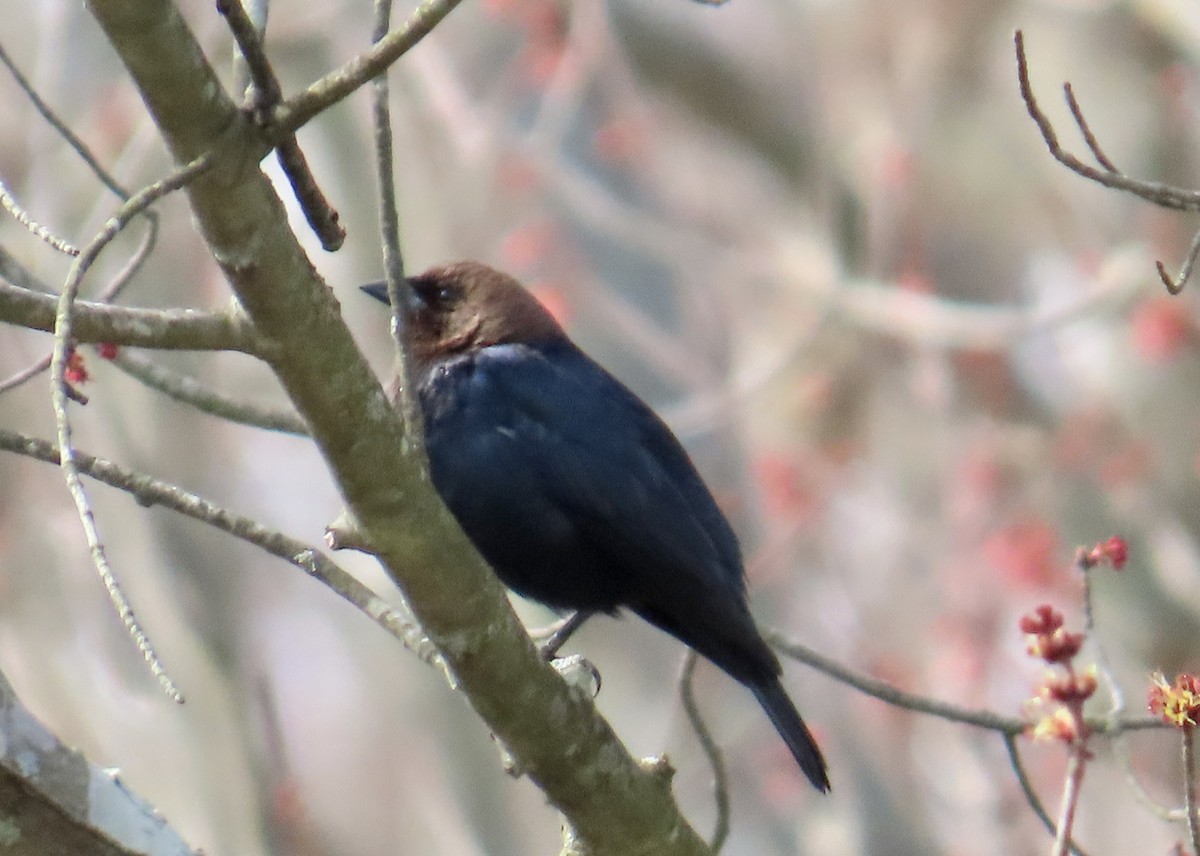 Brown-headed Cowbird - ML617418140