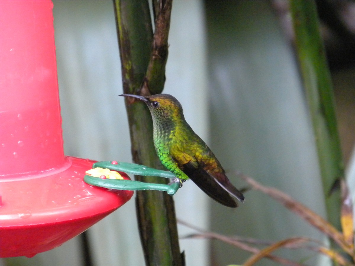 kolibřík měděnohlavý - ML617418167