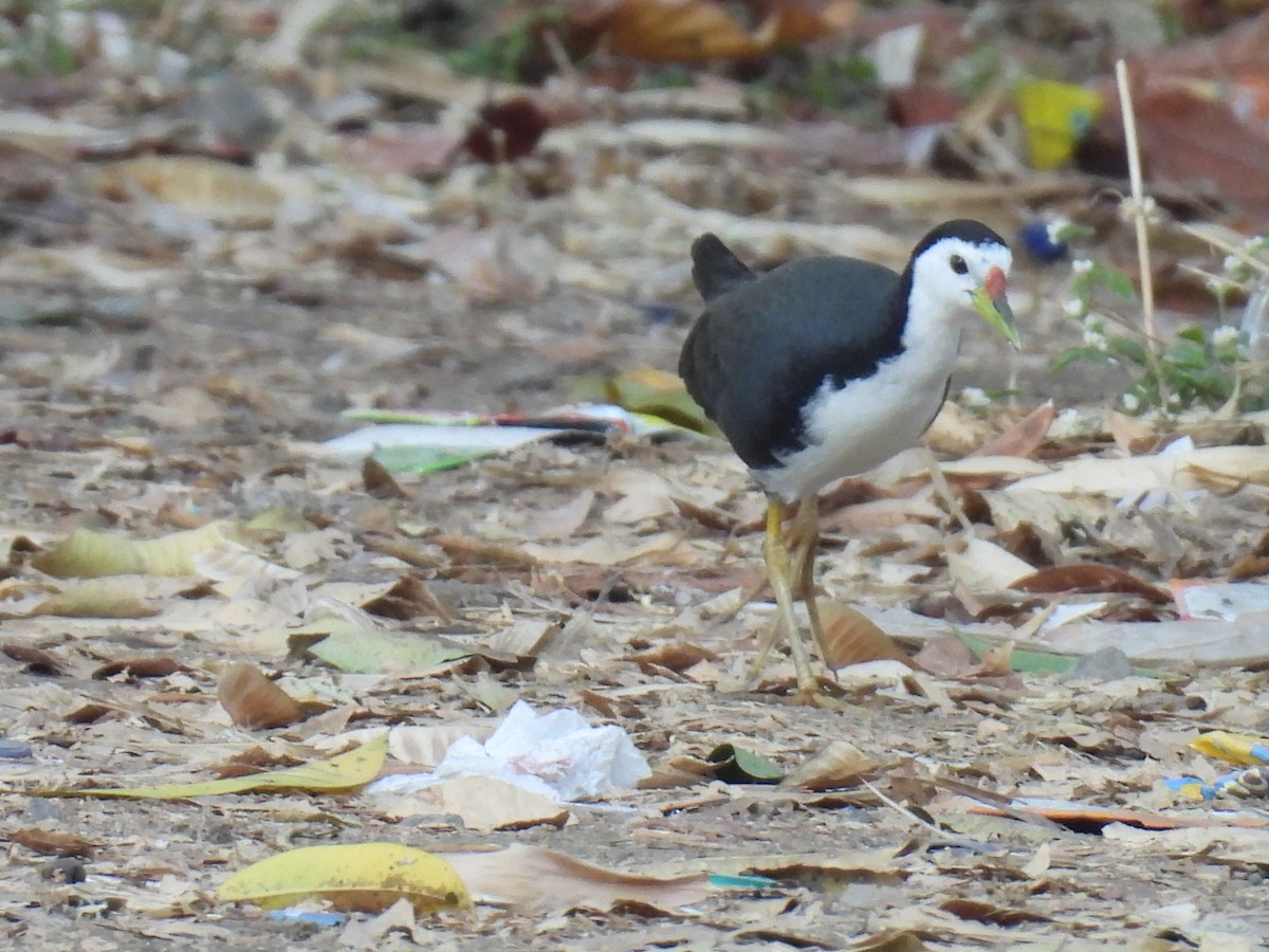 White-breasted Waterhen - ML617418201