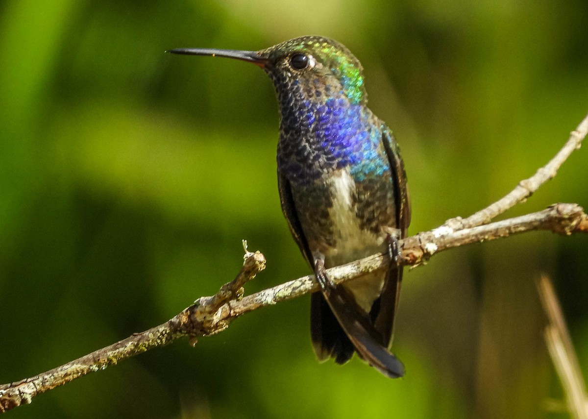 kolibřík safírový - ML617418235