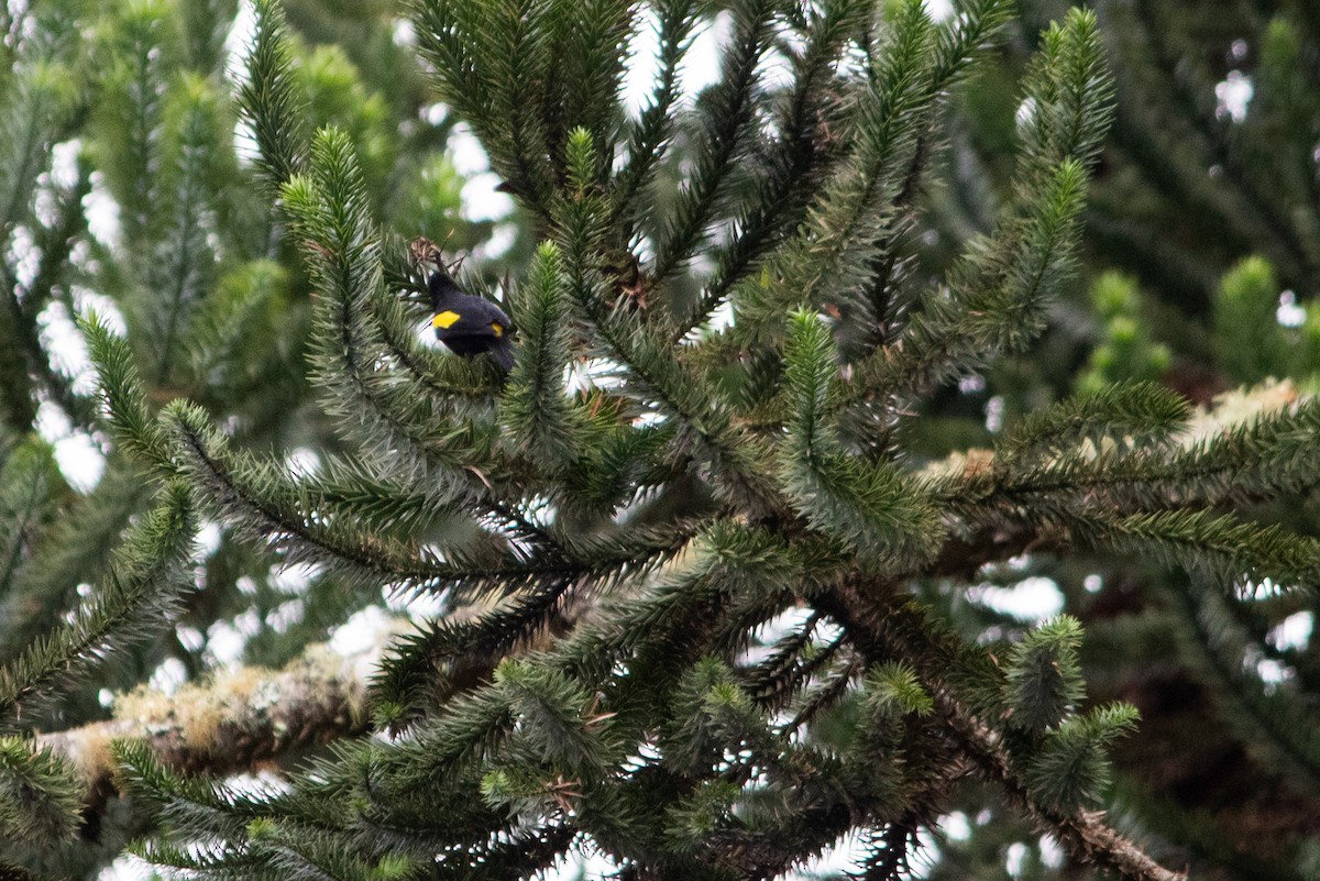 Golden-winged Cacique - PEDRO RIBEIRO NETO