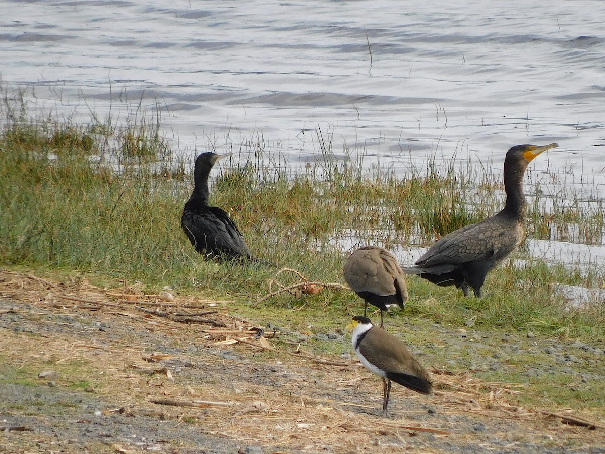 Little Black Cormorant - ML617418240