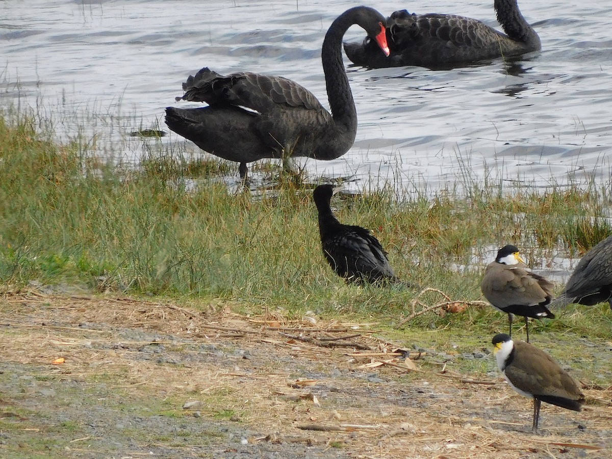 Little Black Cormorant - ML617418243