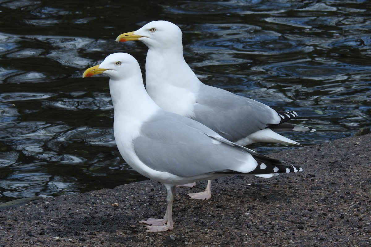 Herring Gull - ML617418262