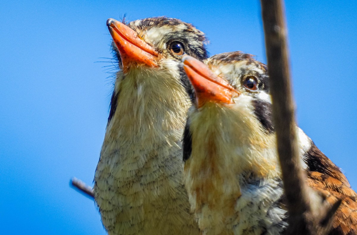 White-eared Puffbird - José Silvestre Vieira