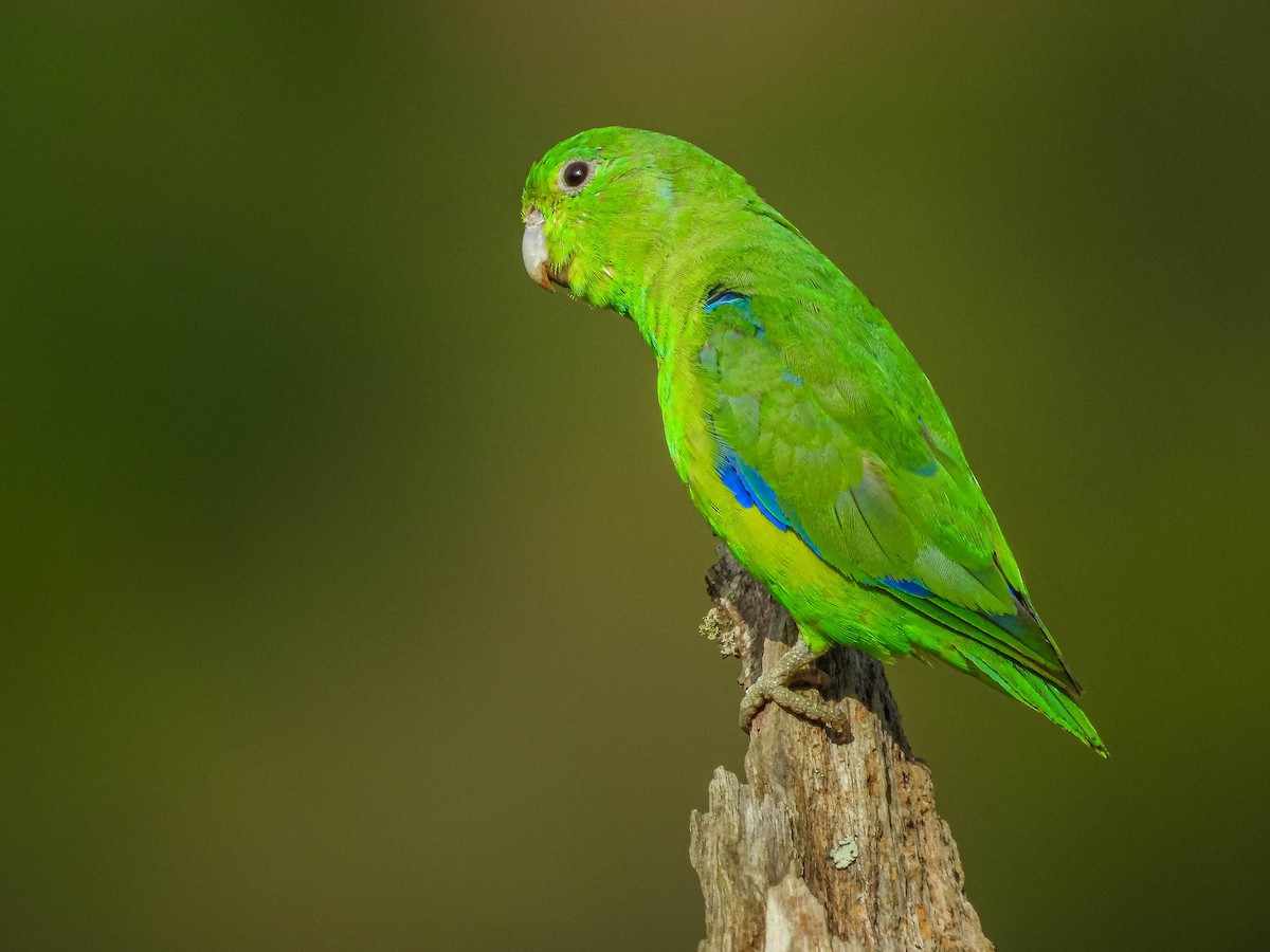 Cobalt-rumped Parrotlet - ML617418285