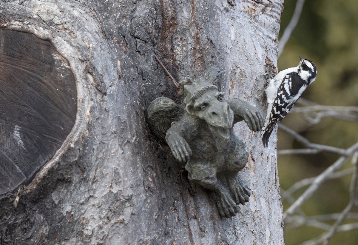 Downy Woodpecker - Anonymous