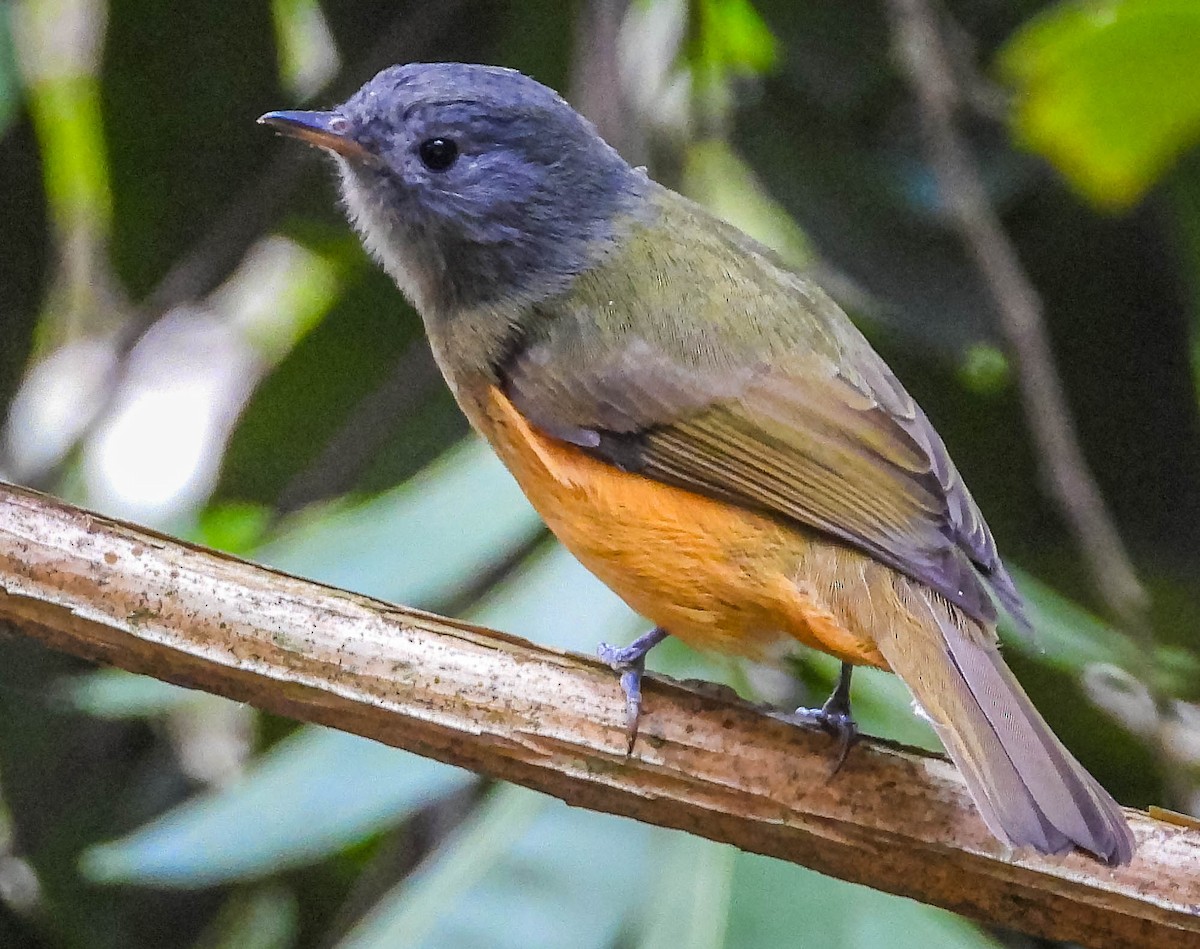 Gray-hooded Flycatcher - José Silvestre Vieira