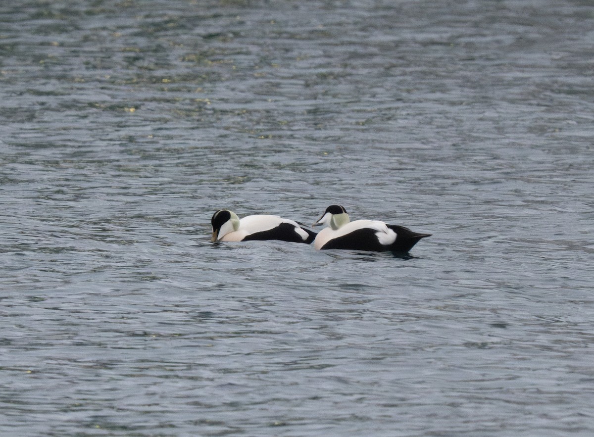 Common Eider - ML617418338