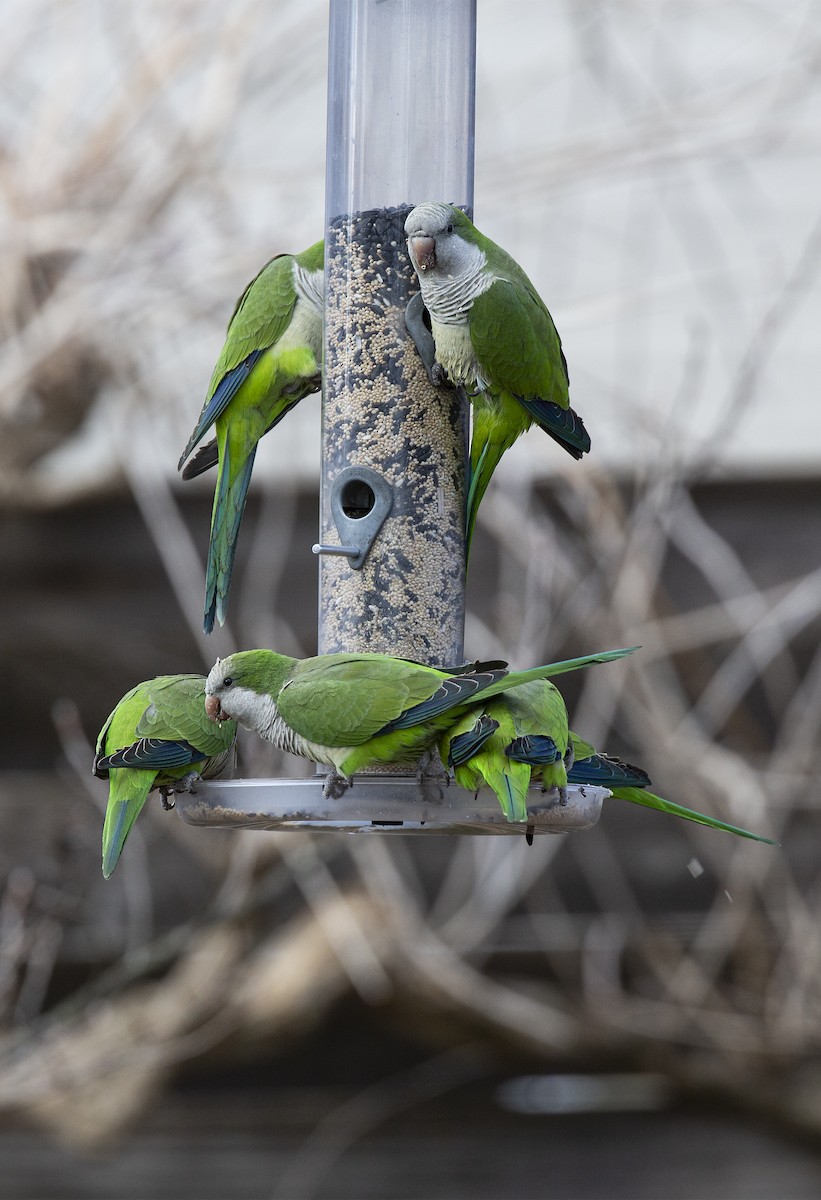 Monk Parakeet - Anonymous