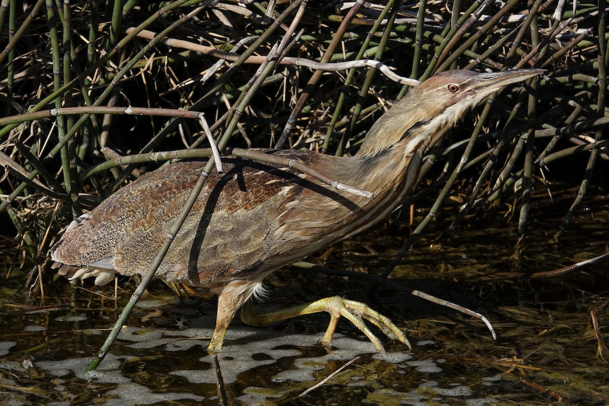 American Bittern - ML617418353