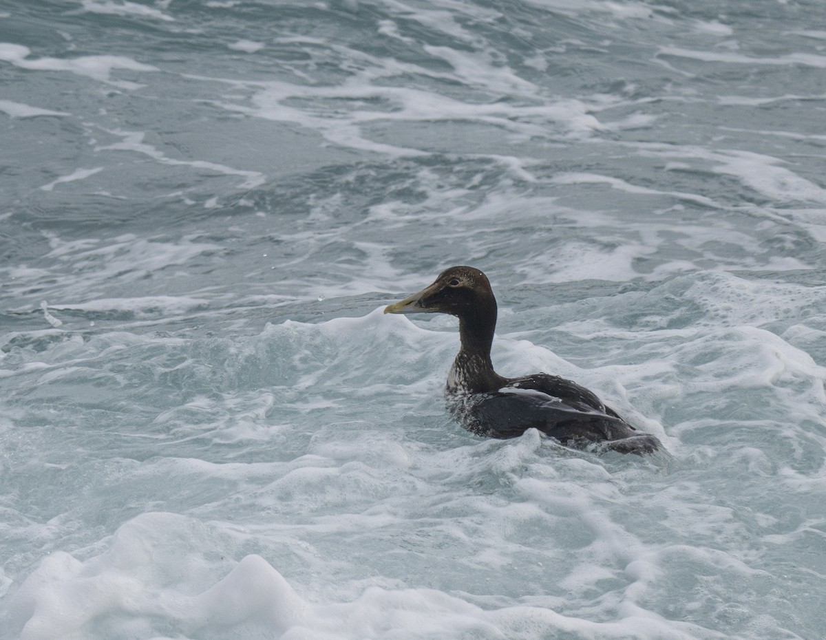 Common Eider - ML617418355