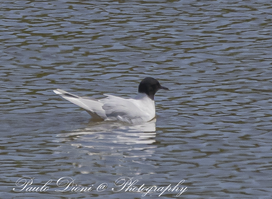 Mouette pygmée - ML617418391