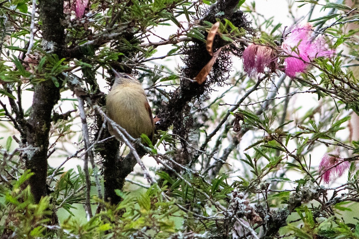 Pallid Spinetail - ML617418409