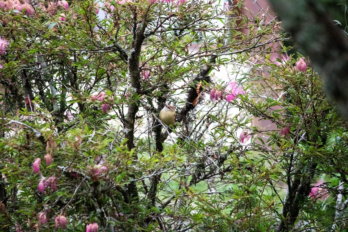 Pallid Spinetail - ML617418410