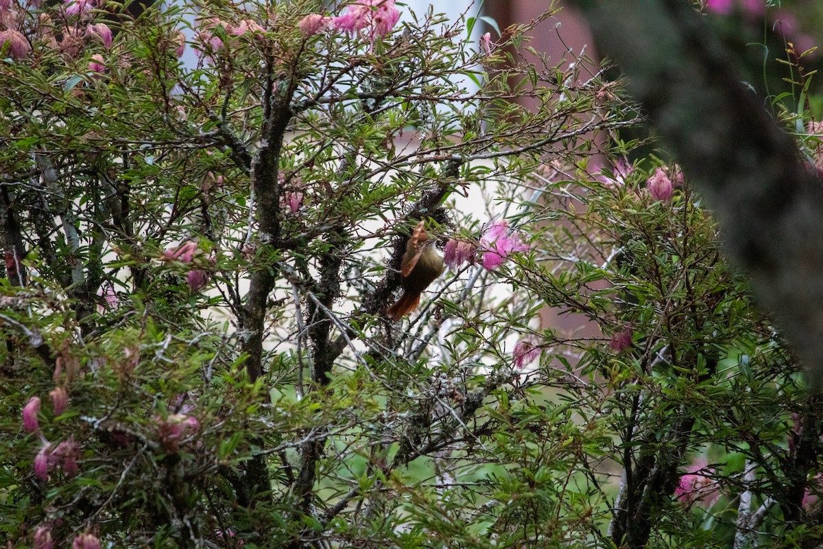 Pallid Spinetail - ML617418411