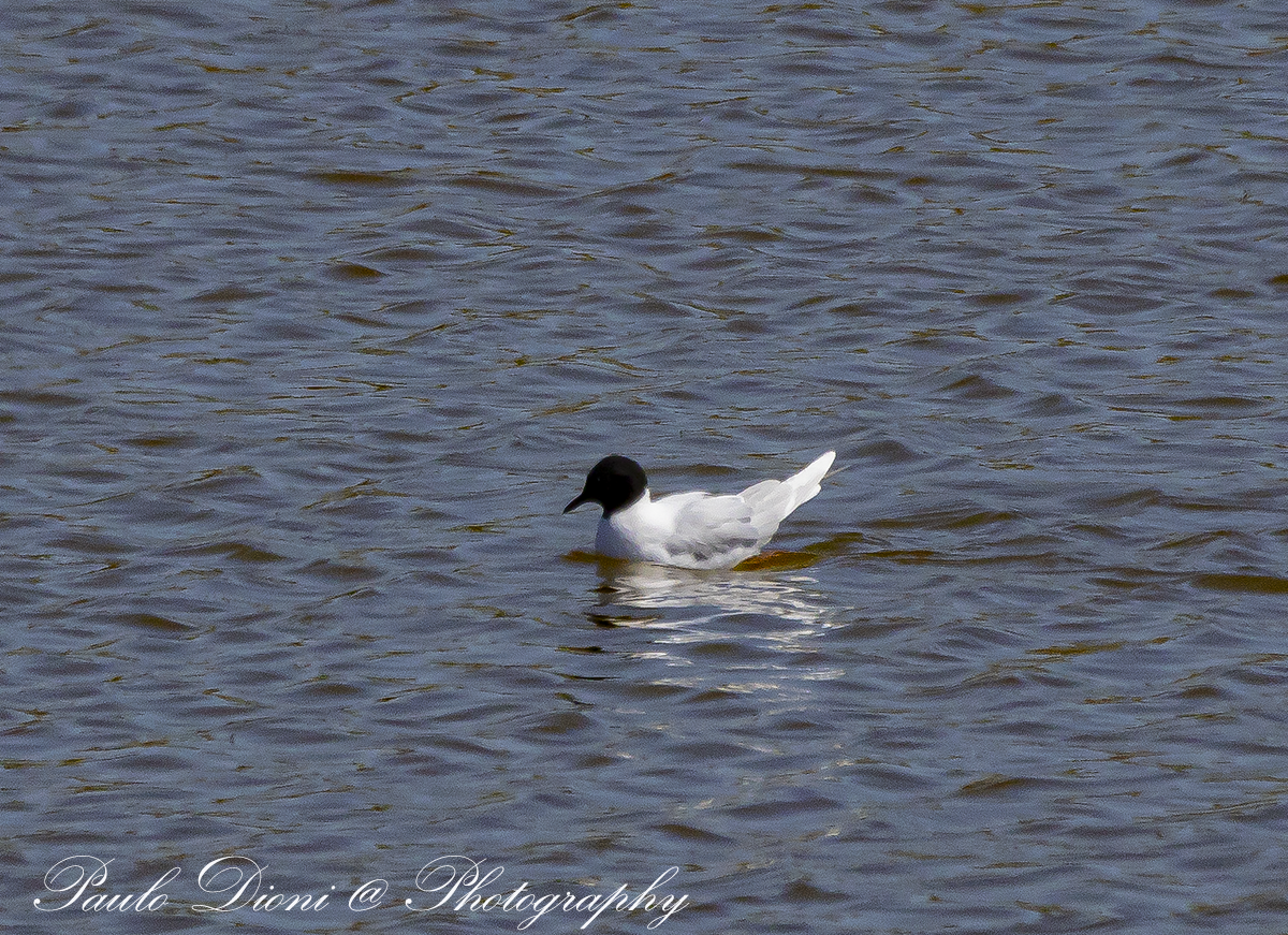 Mouette pygmée - ML617418452