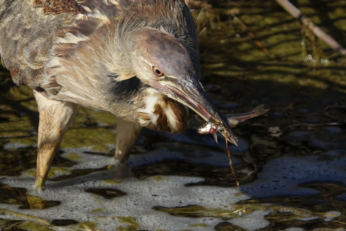 American Bittern - ML617418470