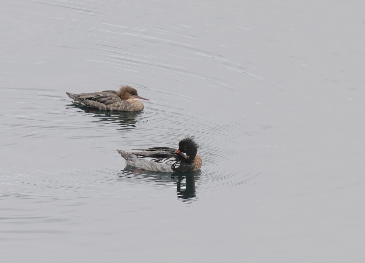 Red-breasted Merganser - jimmy Yao