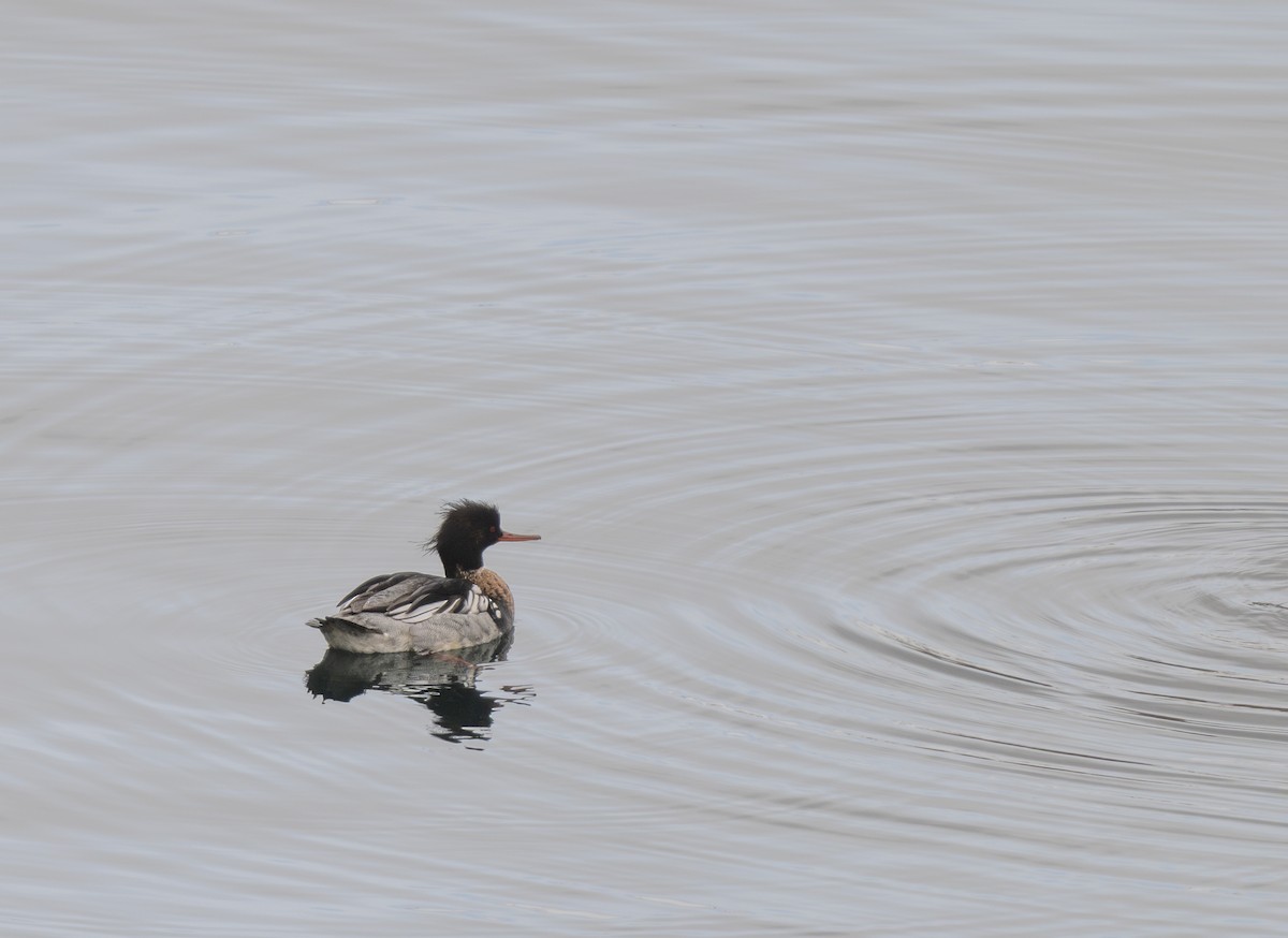 Red-breasted Merganser - jimmy Yao