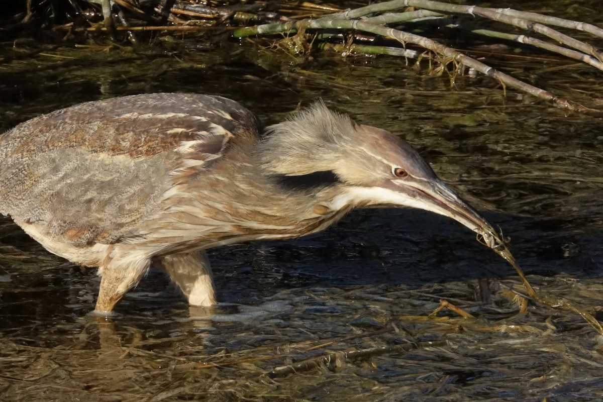 American Bittern - ML617418498