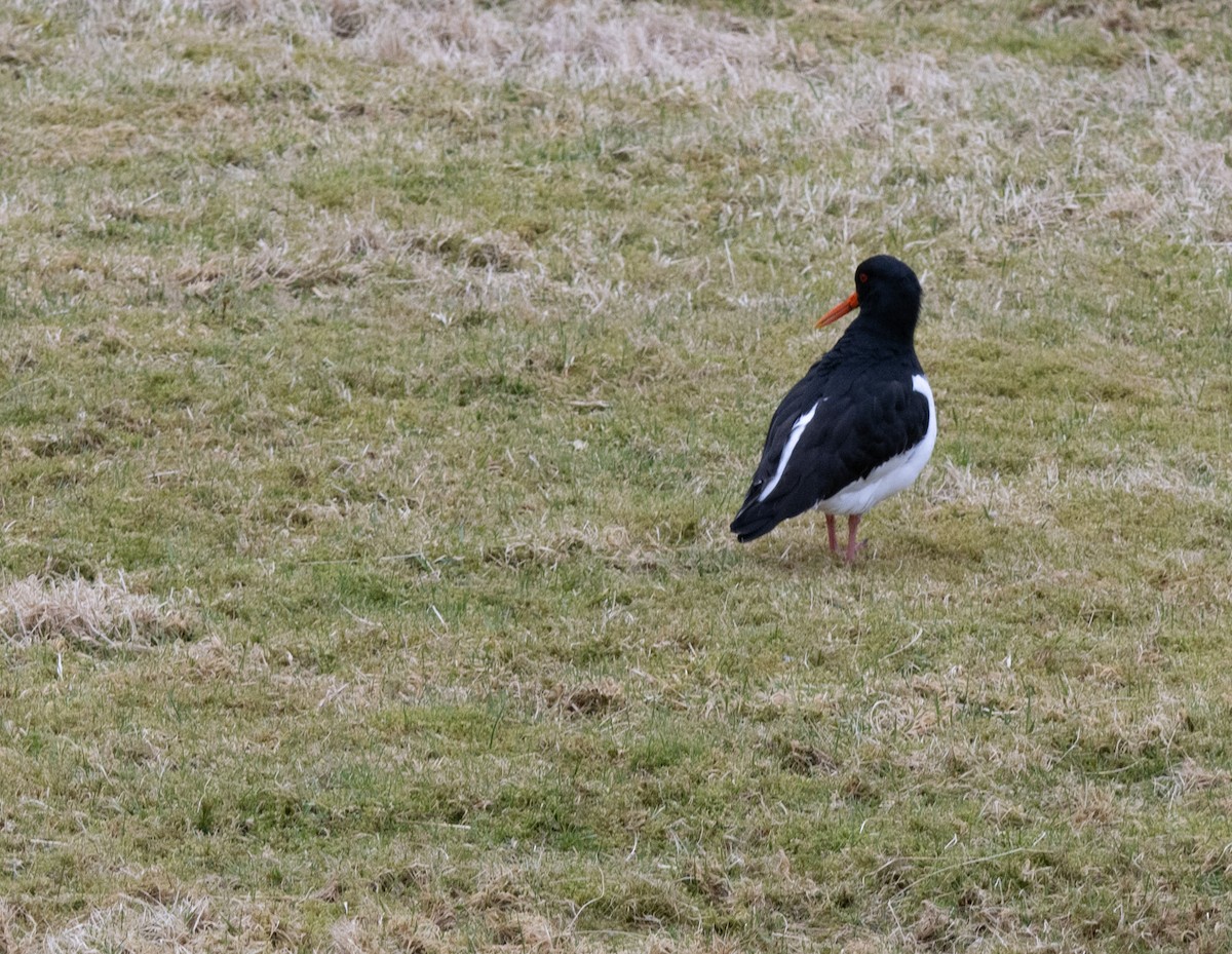 Eurasian Oystercatcher - ML617418503