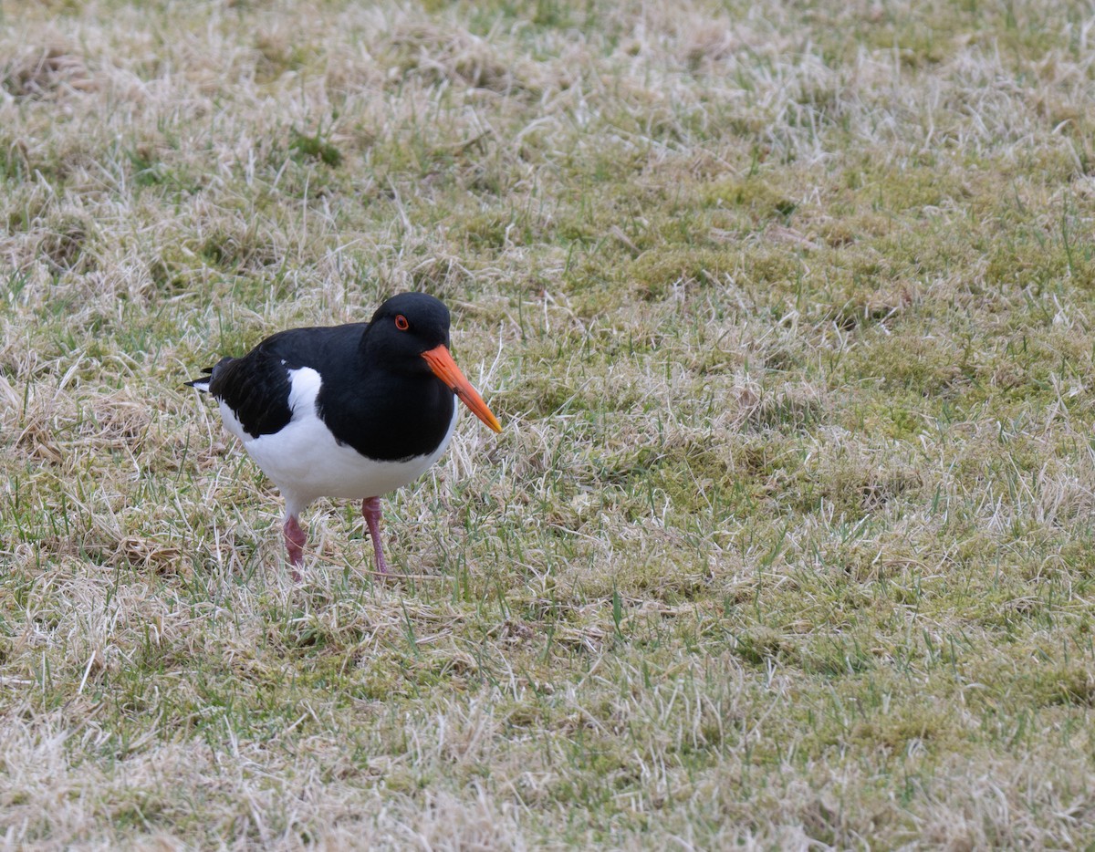 Eurasian Oystercatcher - ML617418504