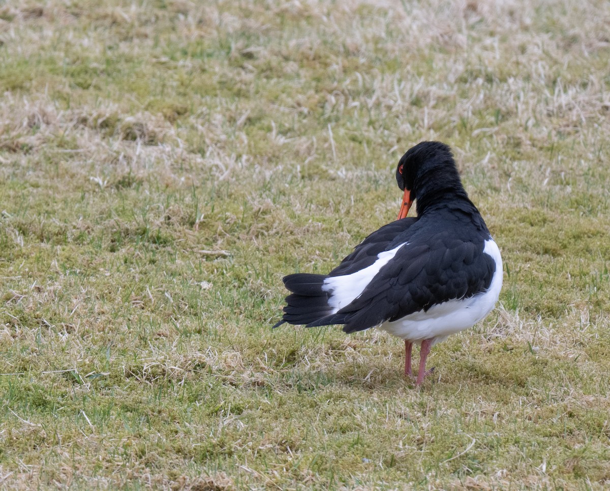 Eurasian Oystercatcher - jimmy Yao