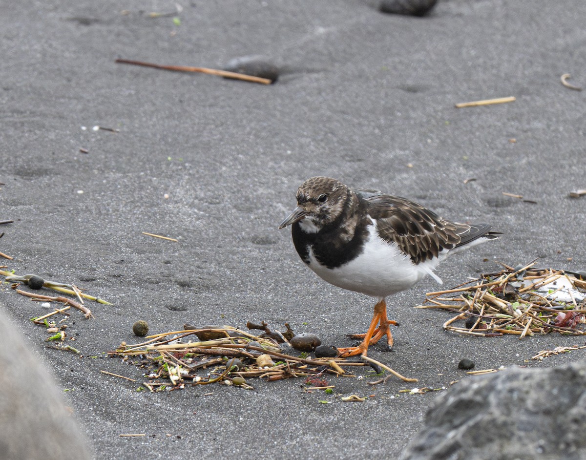 Ruddy Turnstone - ML617418550