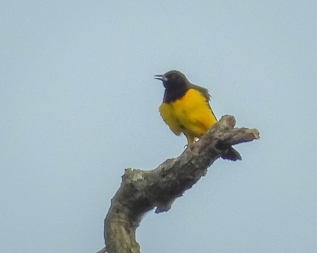 Yellow-rumped Marshbird - José Silvestre Vieira