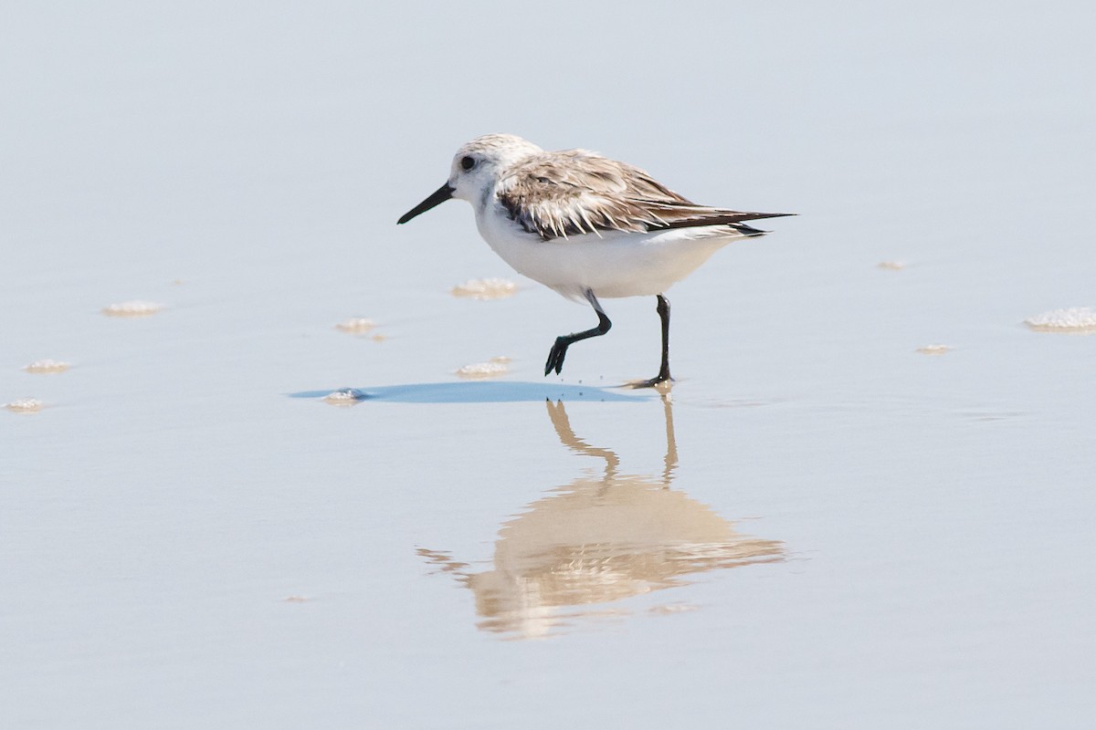 Sanderling - Naseem Reza