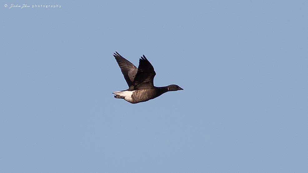 Brant - ML617418599