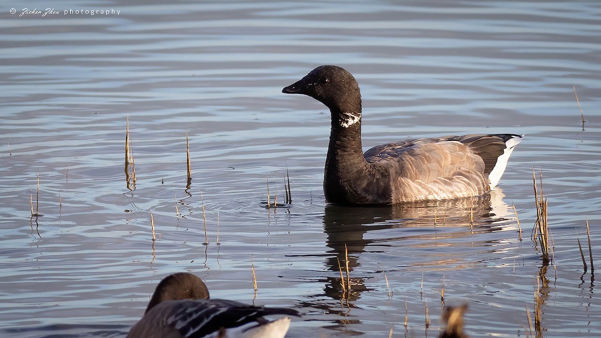 Brant - ML617418603