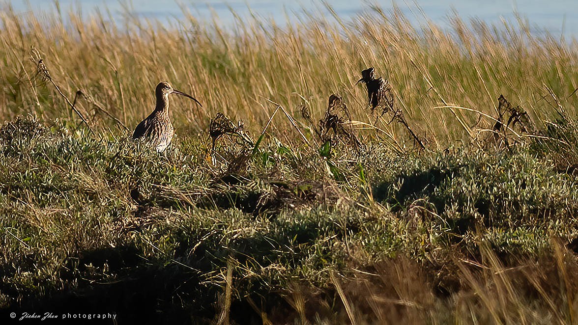 Eurasian Curlew - ML617418620