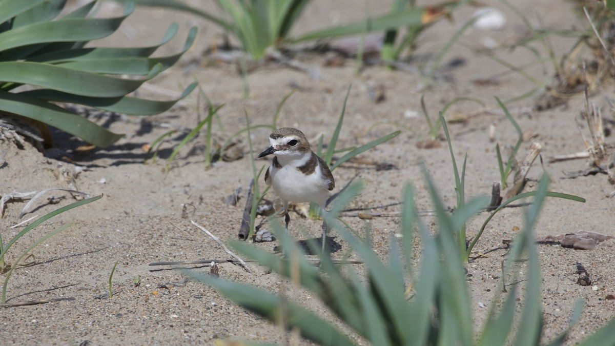 Kentish Plover - ML617418624